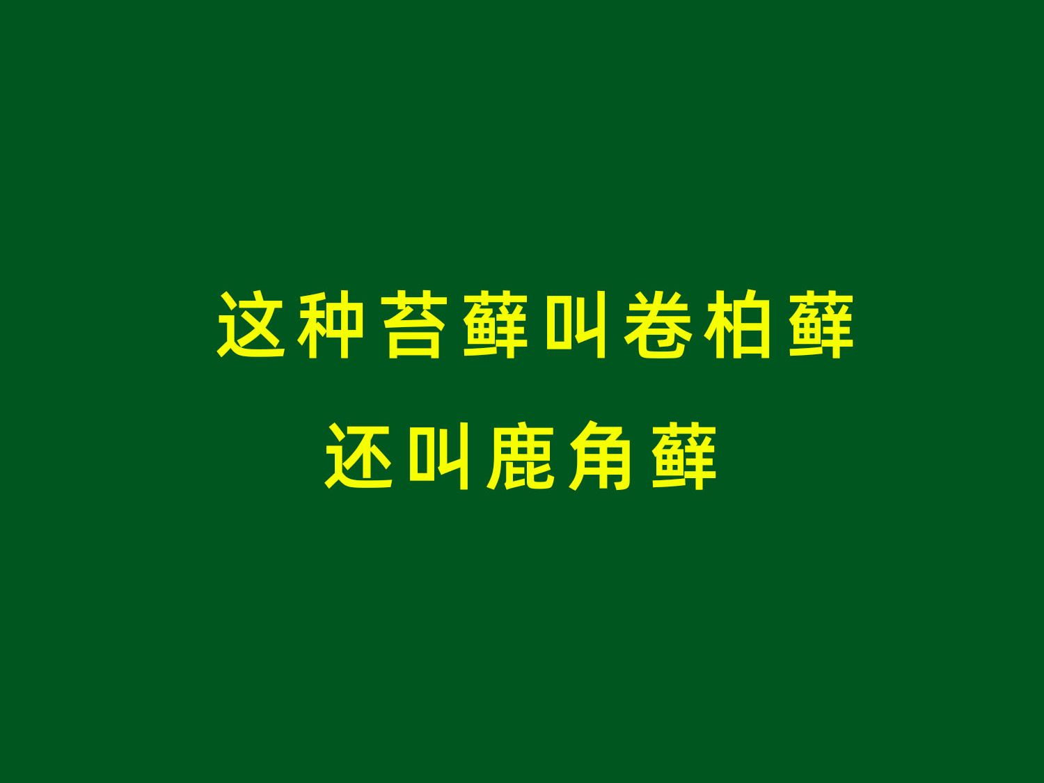 22这是卷柏藓,又叫鹿角藓,你见过吗