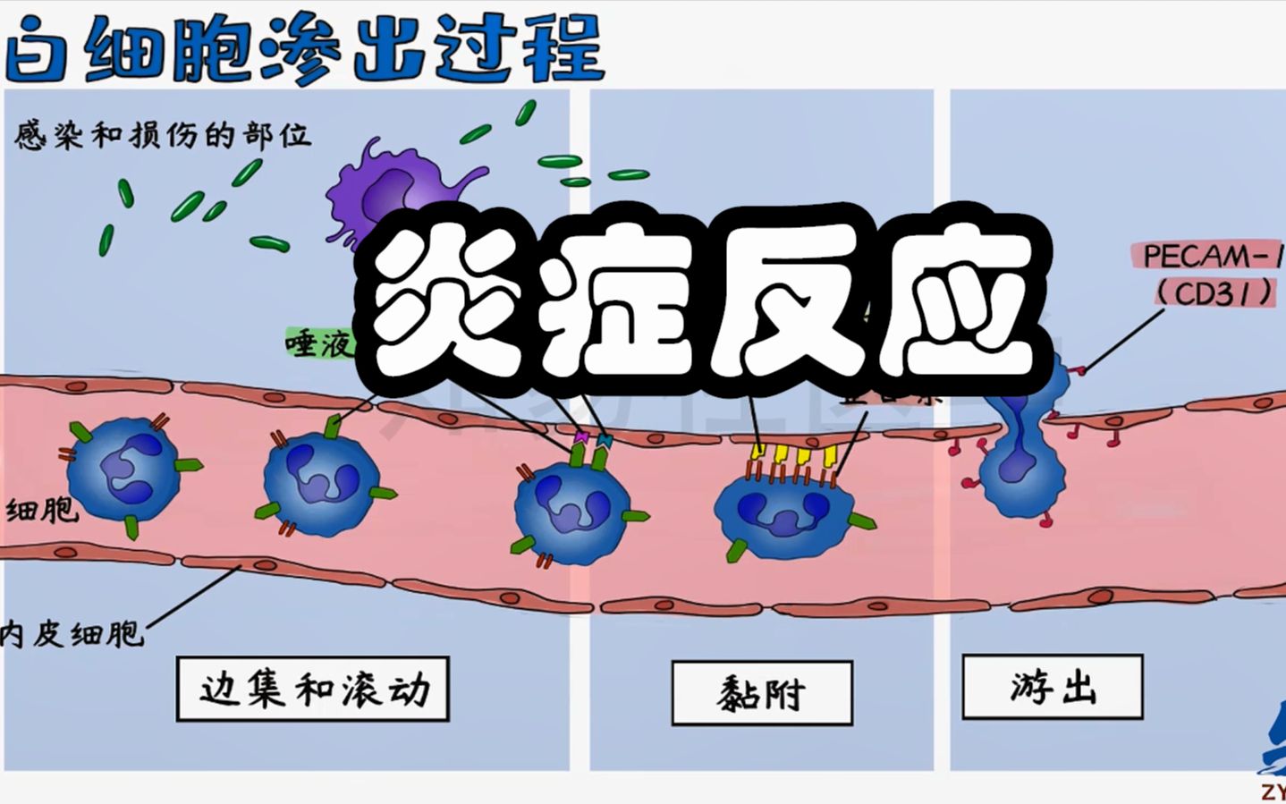 医学带背5分钟 炎症反应 白细胞渗出过程