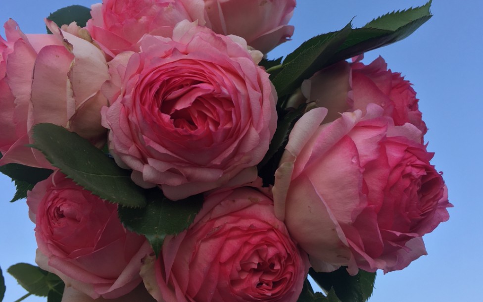 第一夫人月季爆发力强