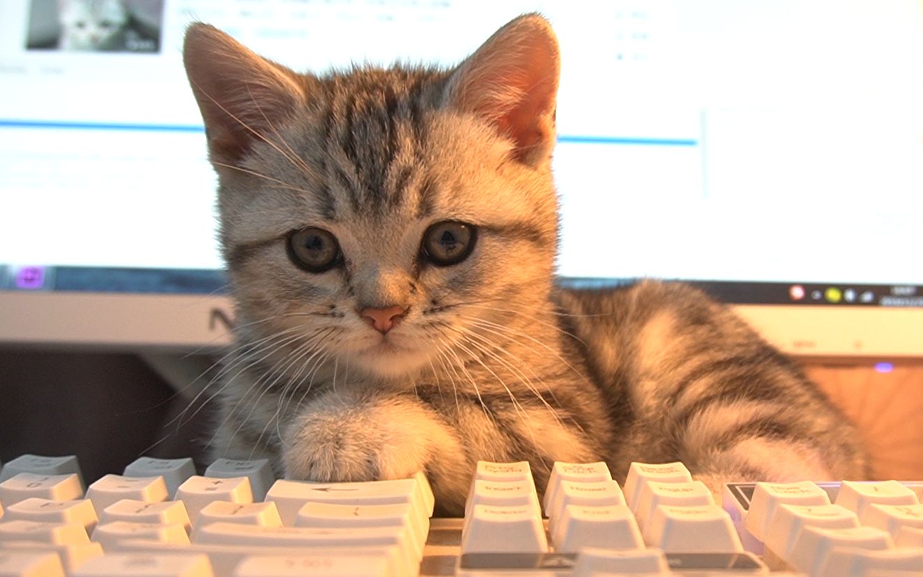 活动  猫咪看到电脑中的自己,一脸懵逼,试图调戏自己