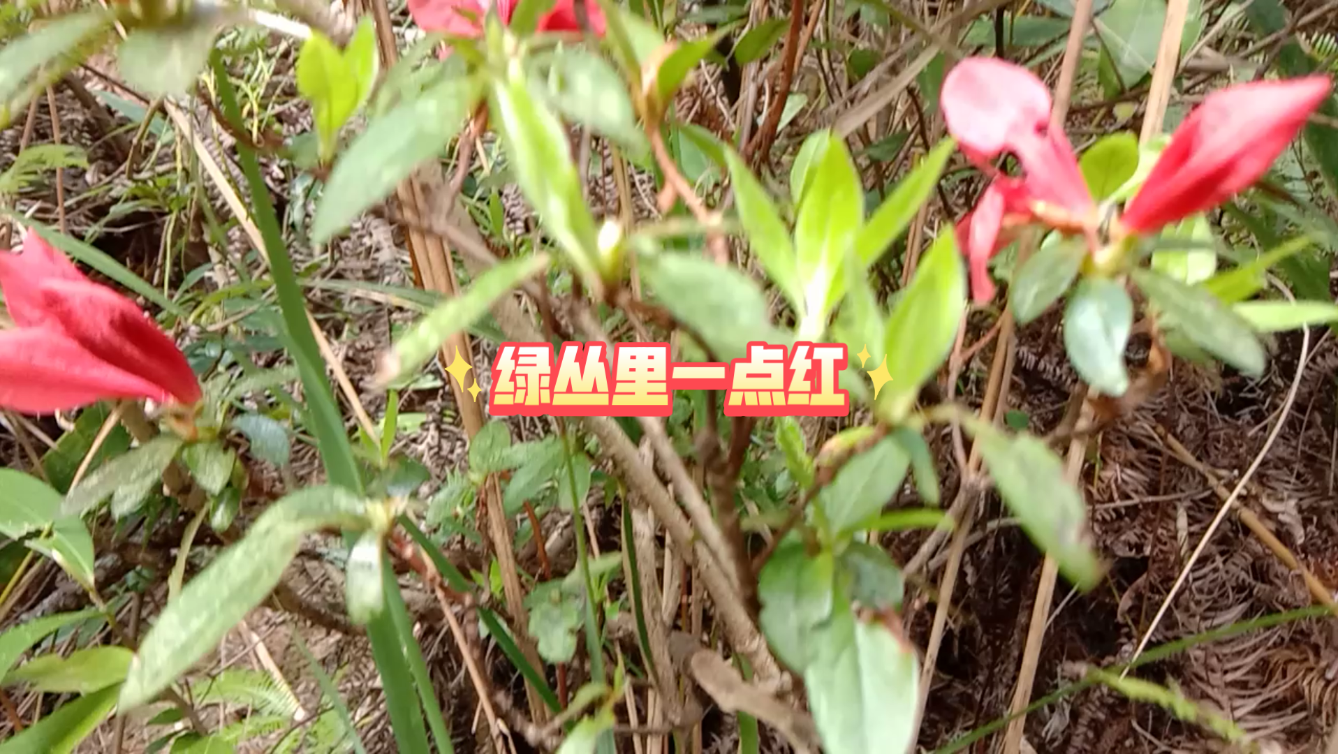 红色杜鹃花开了,小的时候有吃过这个品种杜鹃.哔哩哔哩bilibili