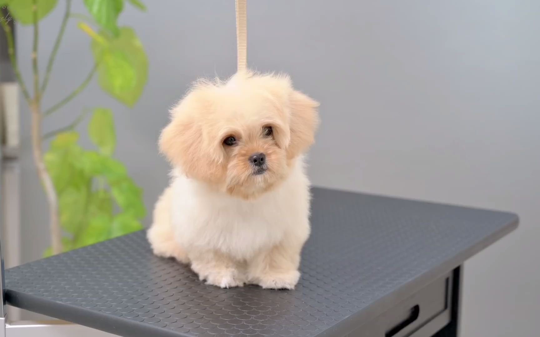 (北京犬和玩具狮子狗的混合幼犬) !解压,放松