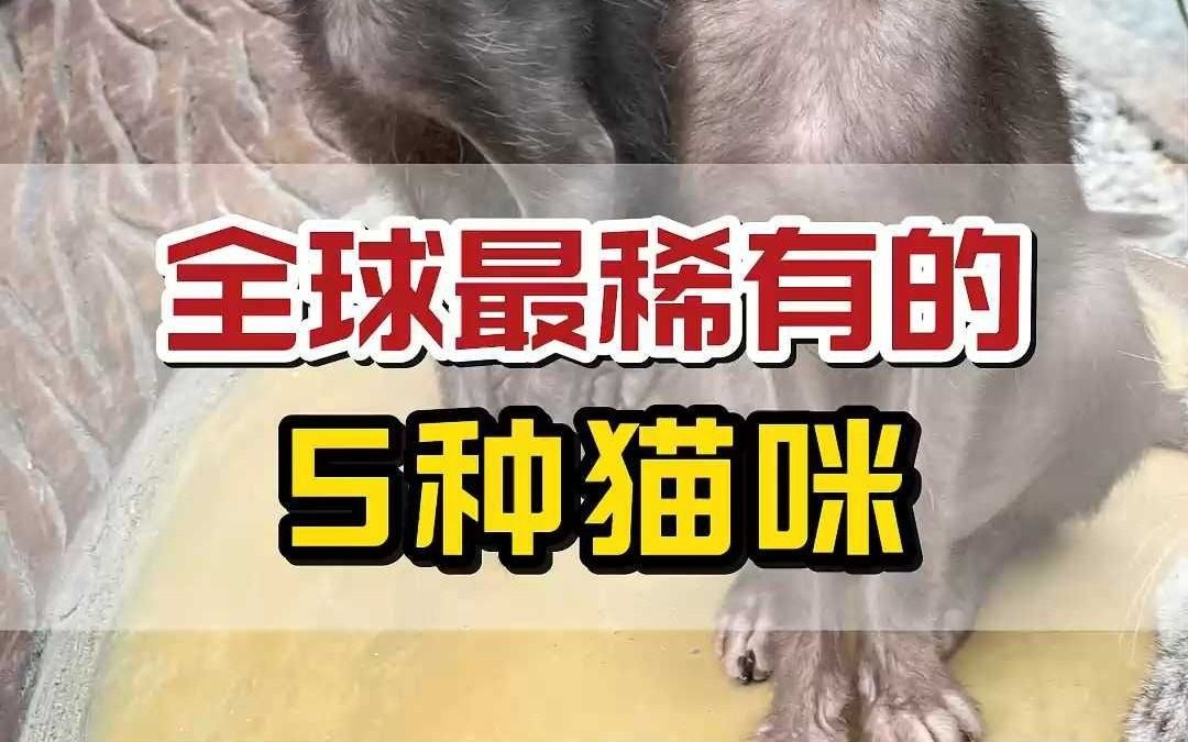 全球最稀有的5种猫,你见过几个?哔哩哔哩bilibili