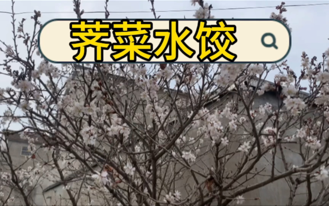 野荠菜水饺、中午老妈去地里挖了野荠菜、包荠菜馅水饺好吃哔哩哔哩bilibili