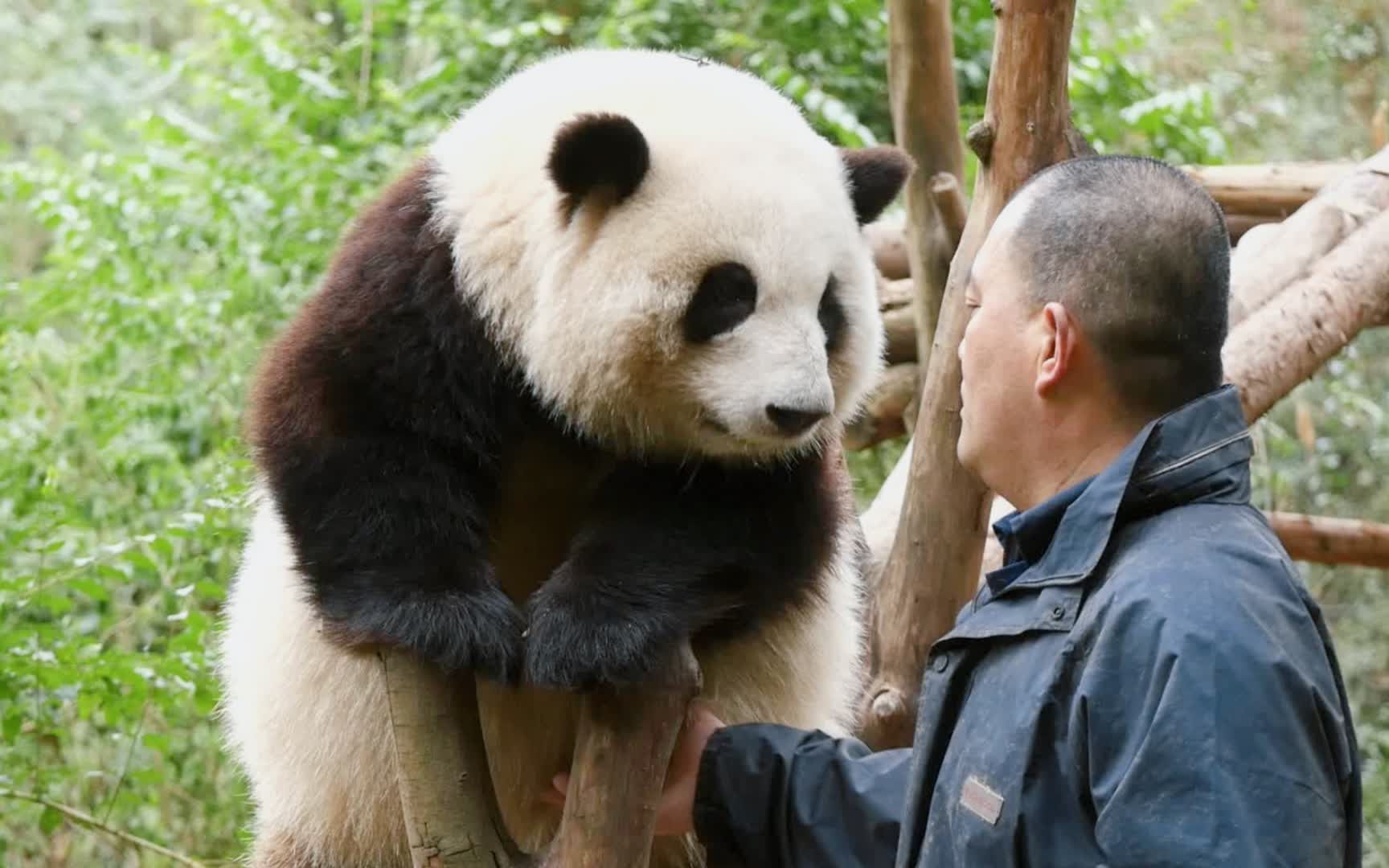 [图]花花：爷爷，你捏了好几下肚肚啦，痒痒 【大熊猫和花】