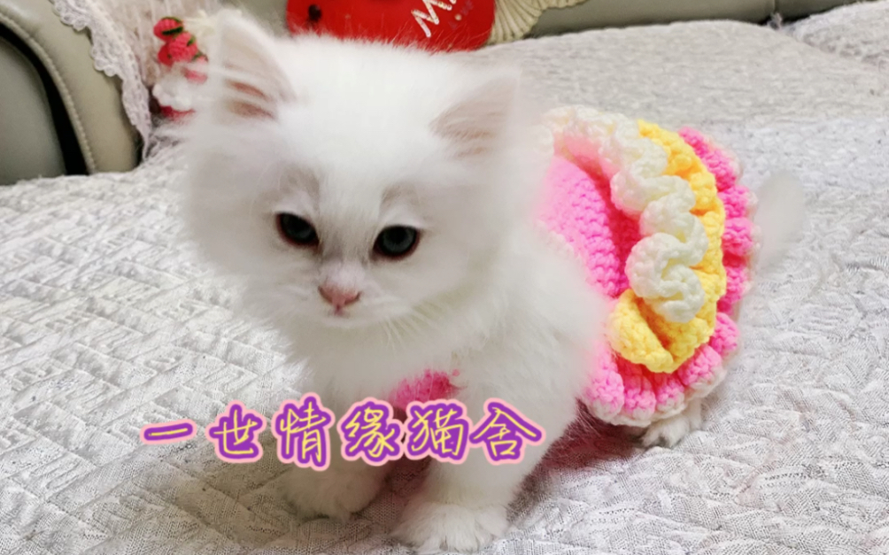 纯白高地宠物猫哔哩哔哩bilibili