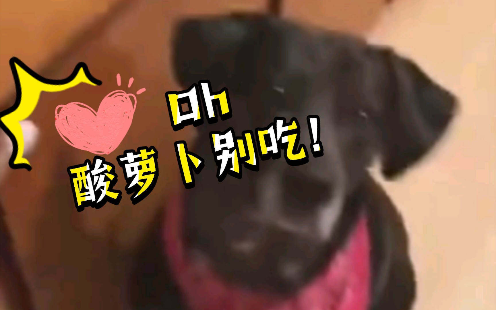 狗:酸萝卜别吃!