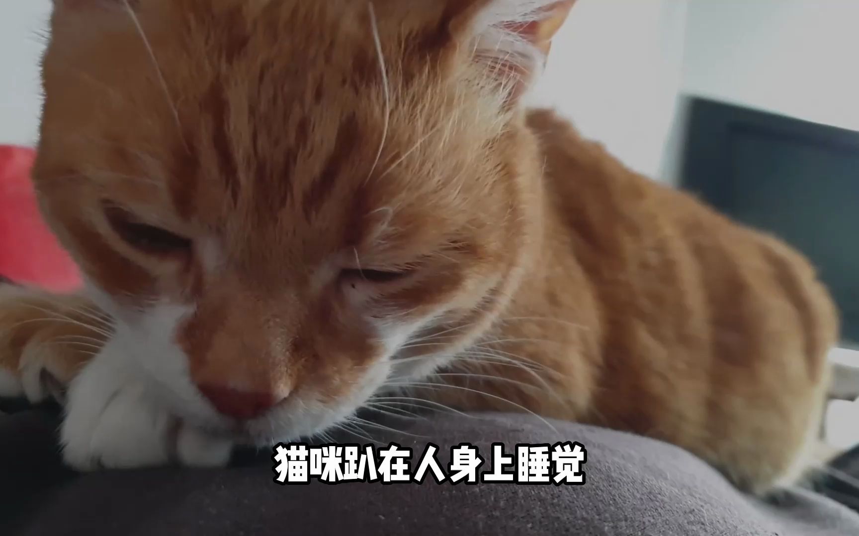 [图]猫趴在人身上，是爱你？