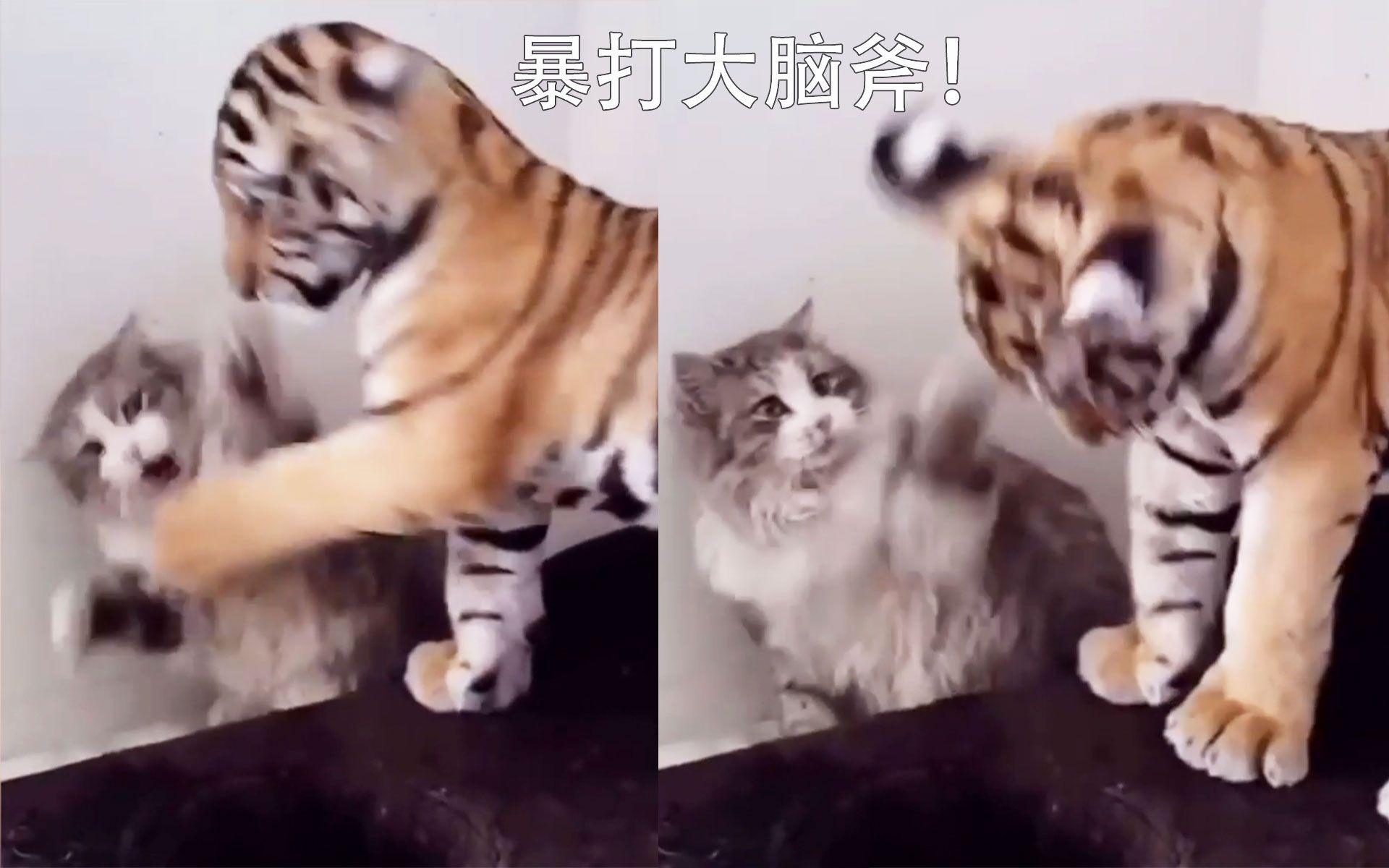 [图]有啥生物是猫猫不敢揍哒！？