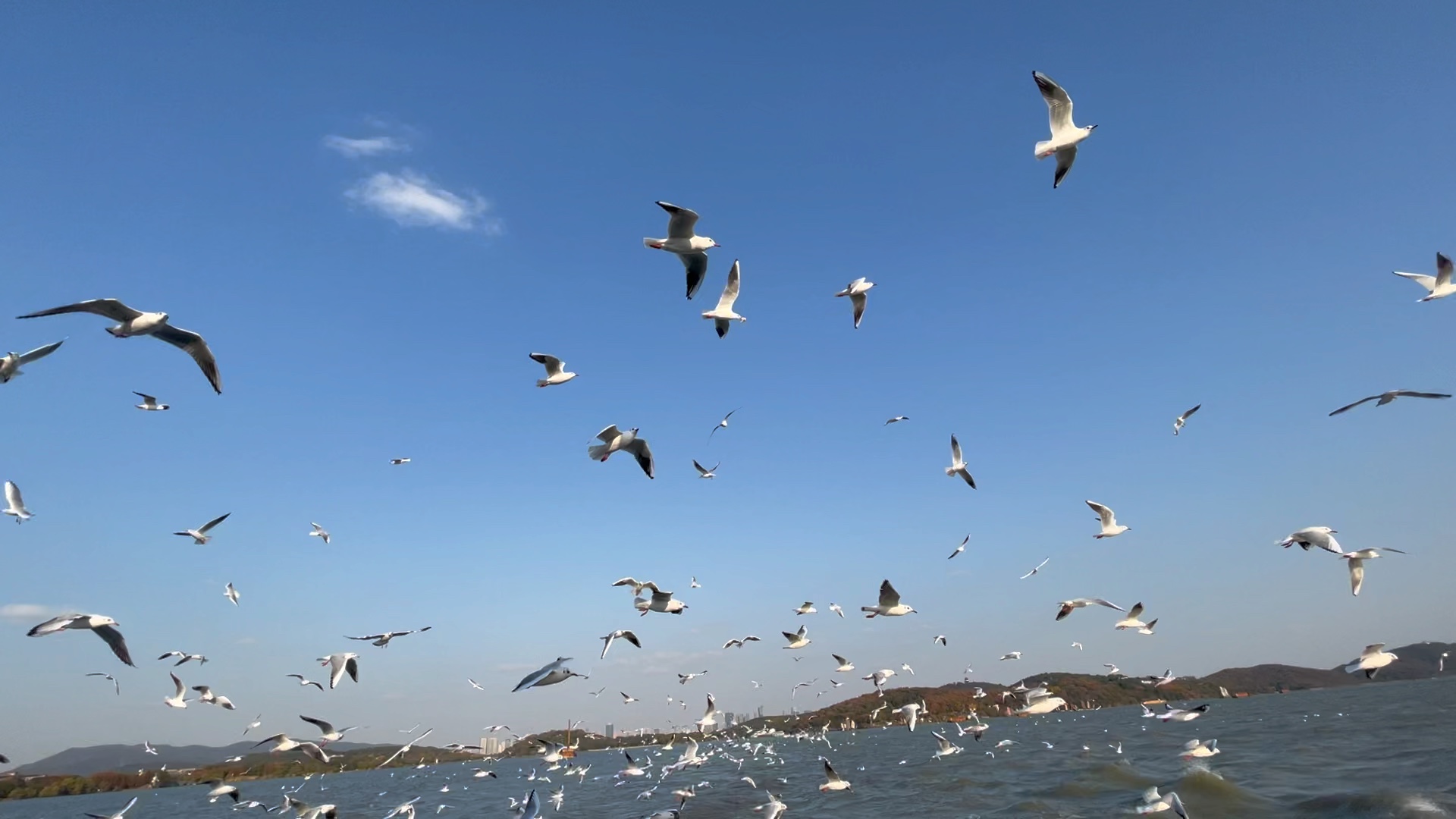 鼋头渚风景区的红嘴鸥喂投@2023-11-25