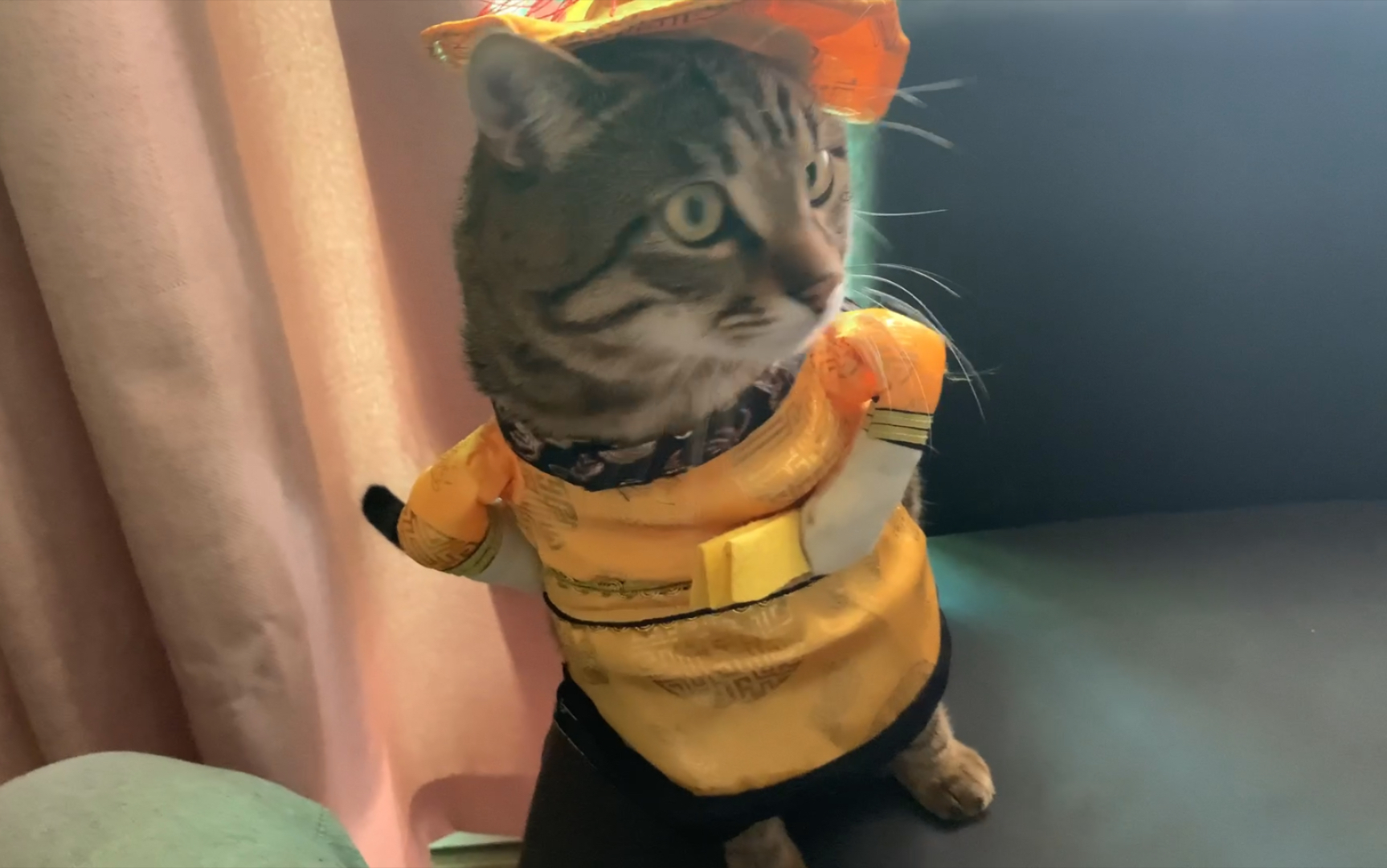 狸花猫皇今日登基_哔哩哔哩_bilibili