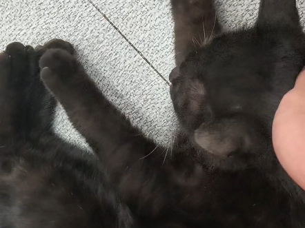 麒麟猫的尾巴太可爱了