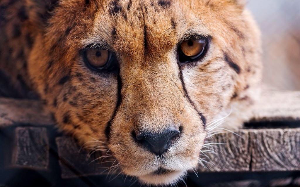 猎豹非常豹上车求被吸然而游客被吓到了