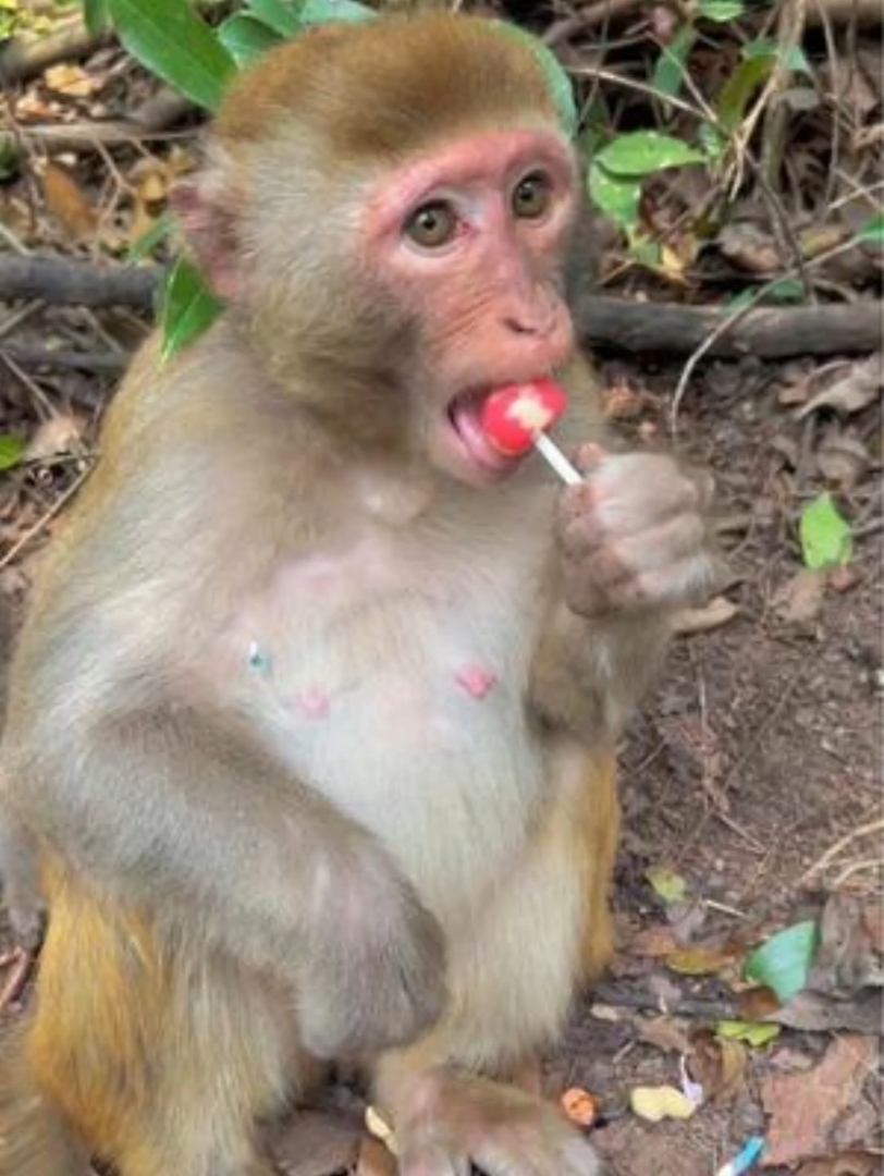 动物园奇观,猴子是怎样吃棒棒糖的