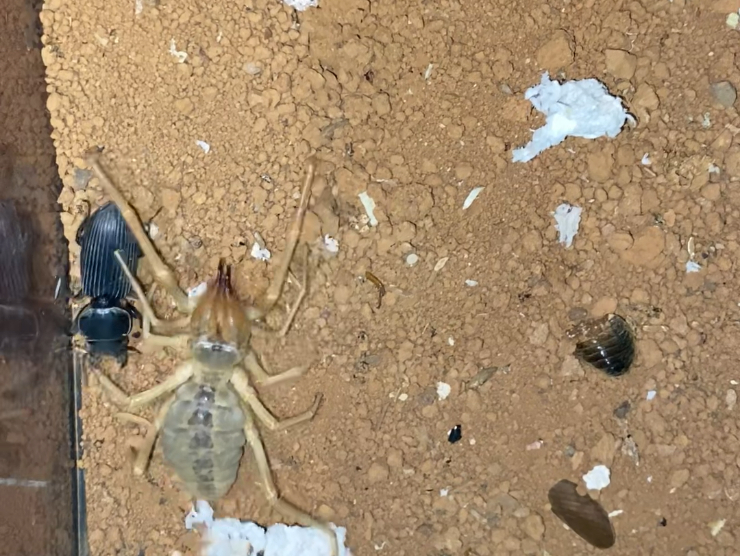 巨人避日闪击巨蝼步甲