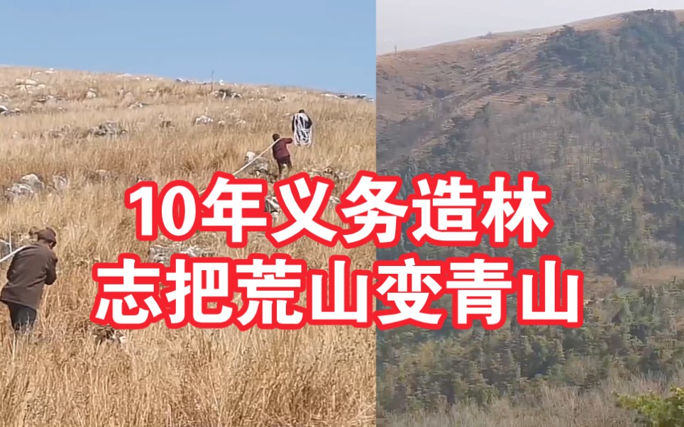 老汉携手村民10年义务造林 :志把荒山变青山哔哩哔哩bilibili