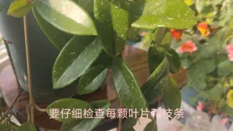 Tải video: 春季球兰的养护及防治蚧壳虫，用我这个方法家里有宠物也不怕！