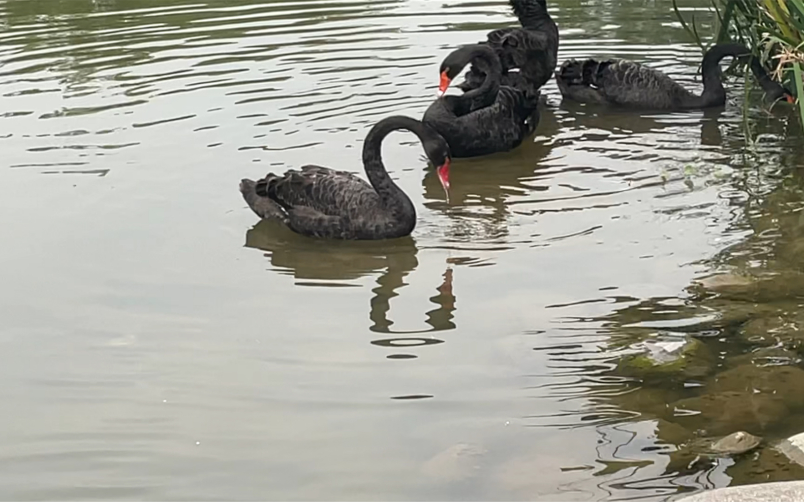 大黑鵝 鵝鵝鵝