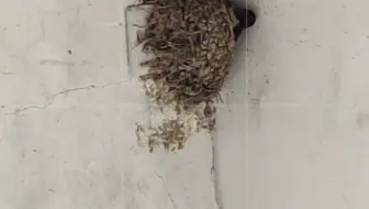 这是我们家的燕子