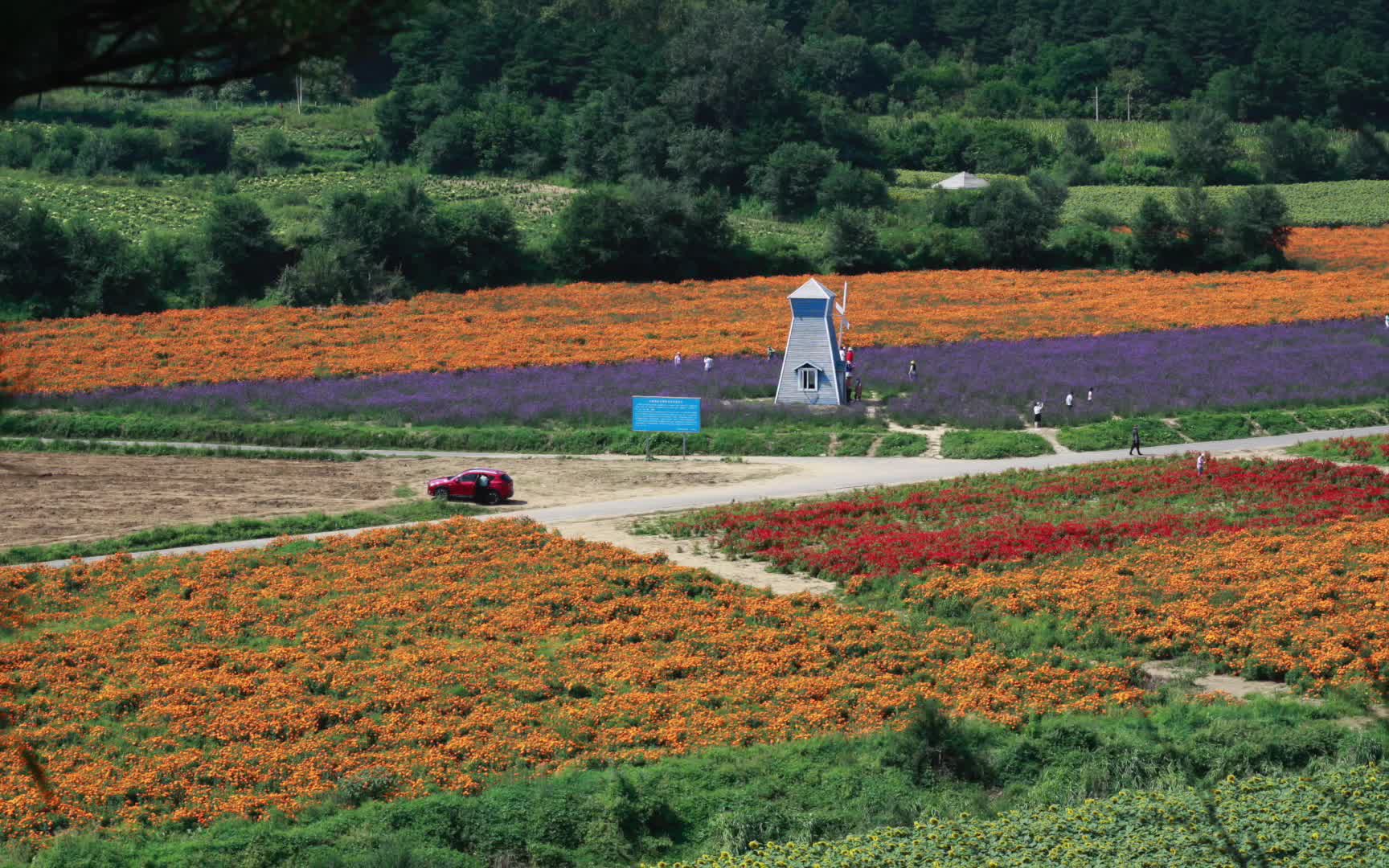 [图]北京延庆四季花海