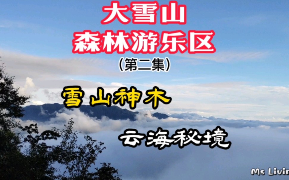 [图]【大雪山游乐区】雪山神木，秘境云海，感谢自然的馈赠！