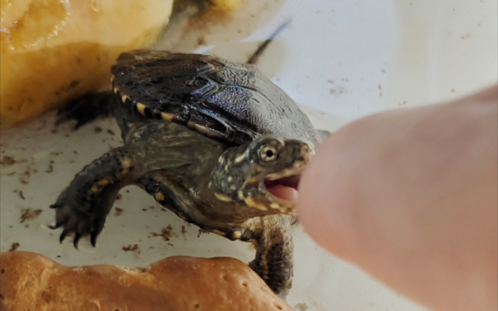 欧泽苗终于养定不怕人,等他开纹看纹路就像摸奖一样_哔哩哔哩