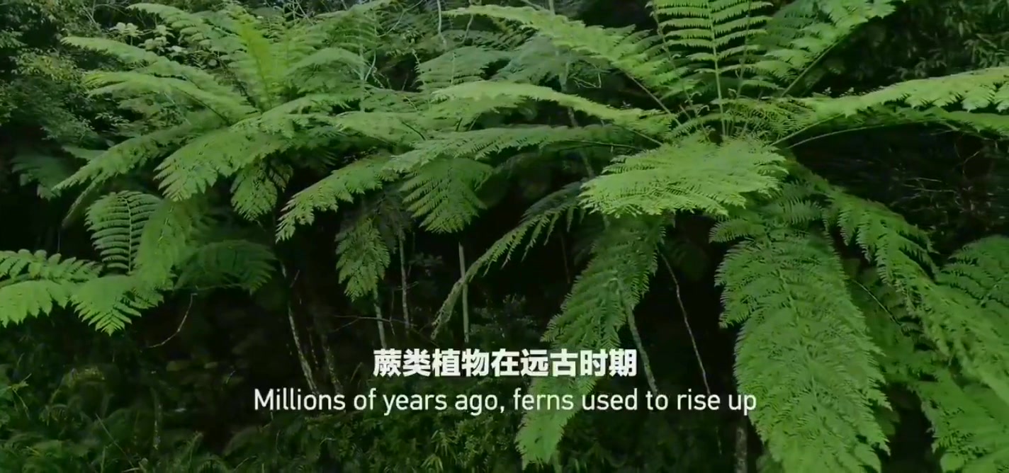 侏罗纪时代留存下来的化石级植物桫椤