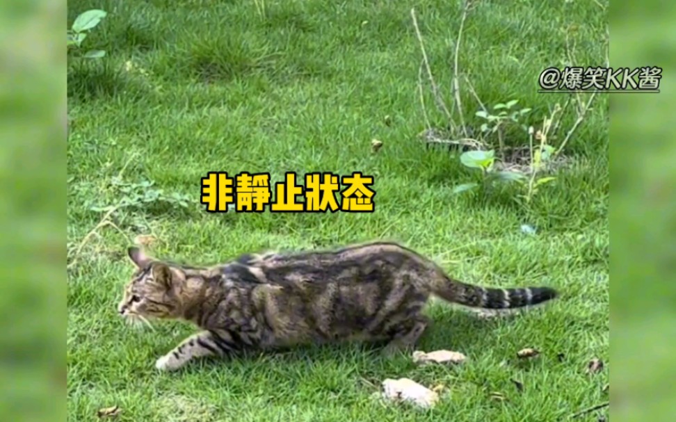 猫抓老鼠高能瞬间,果然是血脉压制!哔哩哔哩bilibili