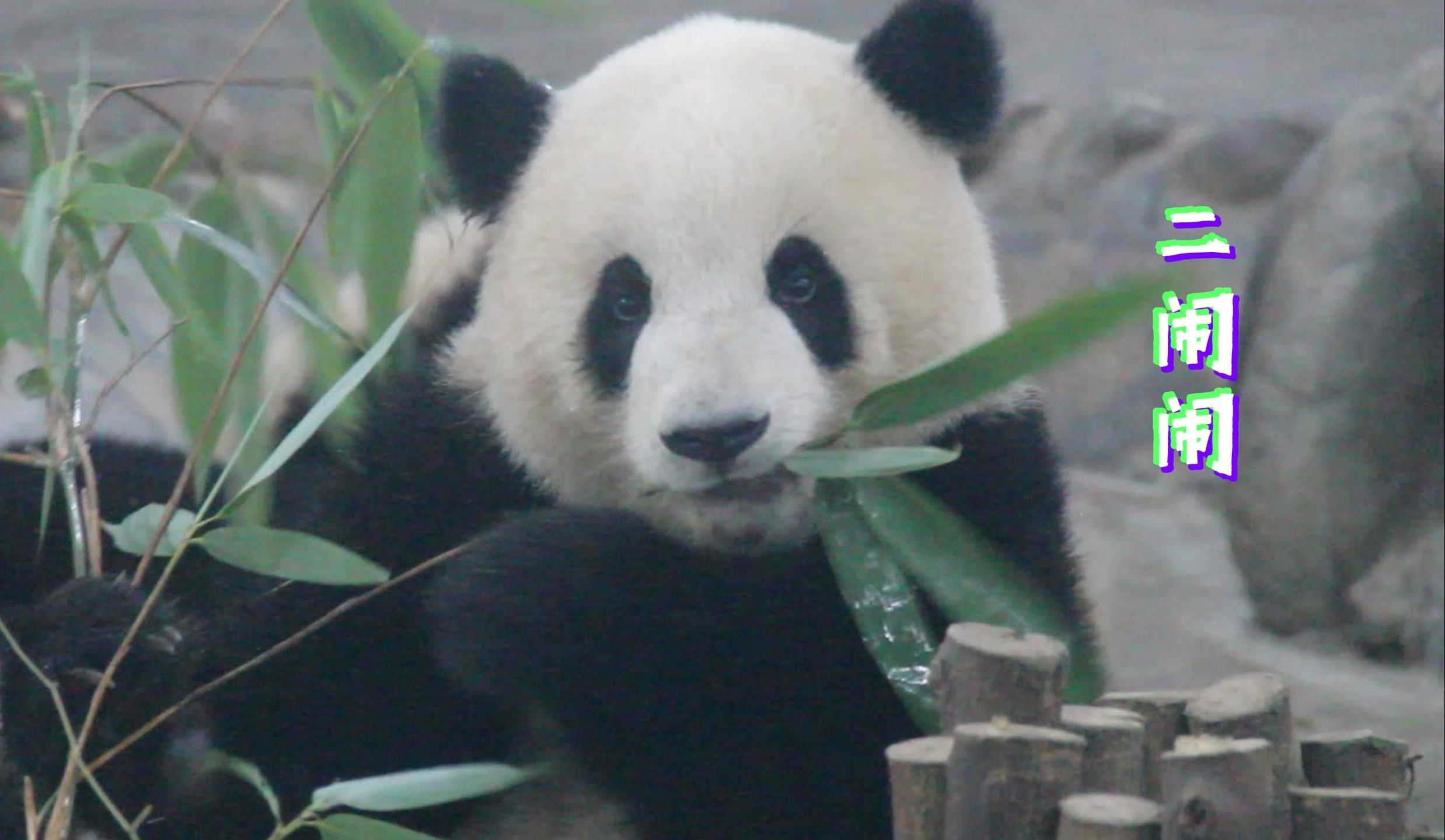 专门去看了"脸蛋天才"闹闹,闹本熊确实呆萌可爱,从此心上熊又多了一只