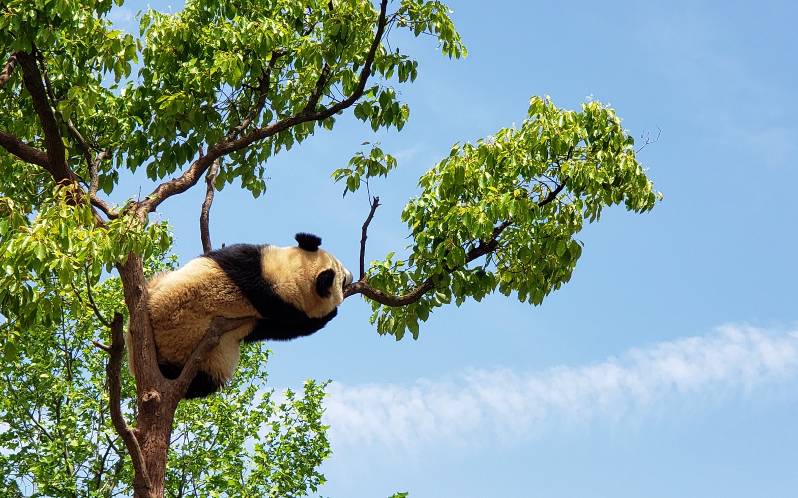 【大熊猫】雪宝芊金挂树对比#大熊猫雪宝# lai爸,我看着你满眼都是