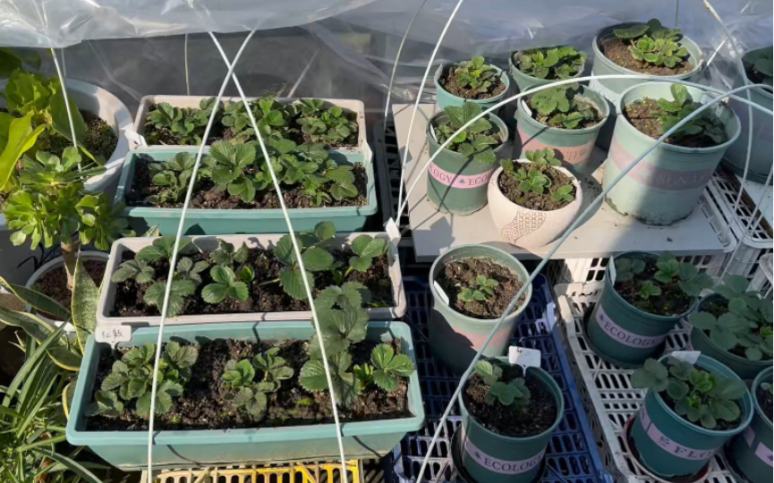 降温前给"草莓"松松土,晒晒太阳!