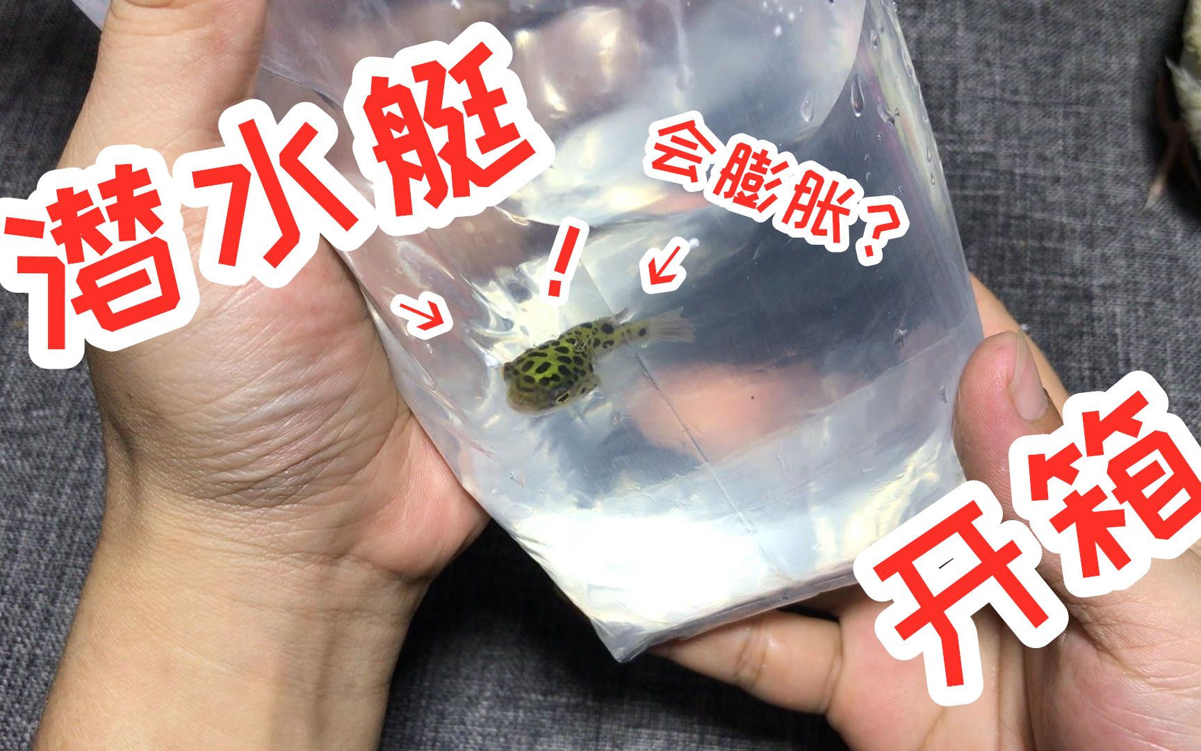 [图]网购开箱1条“潜水艇鱼”，个头虽然小，但是胀起来之后大了2倍！