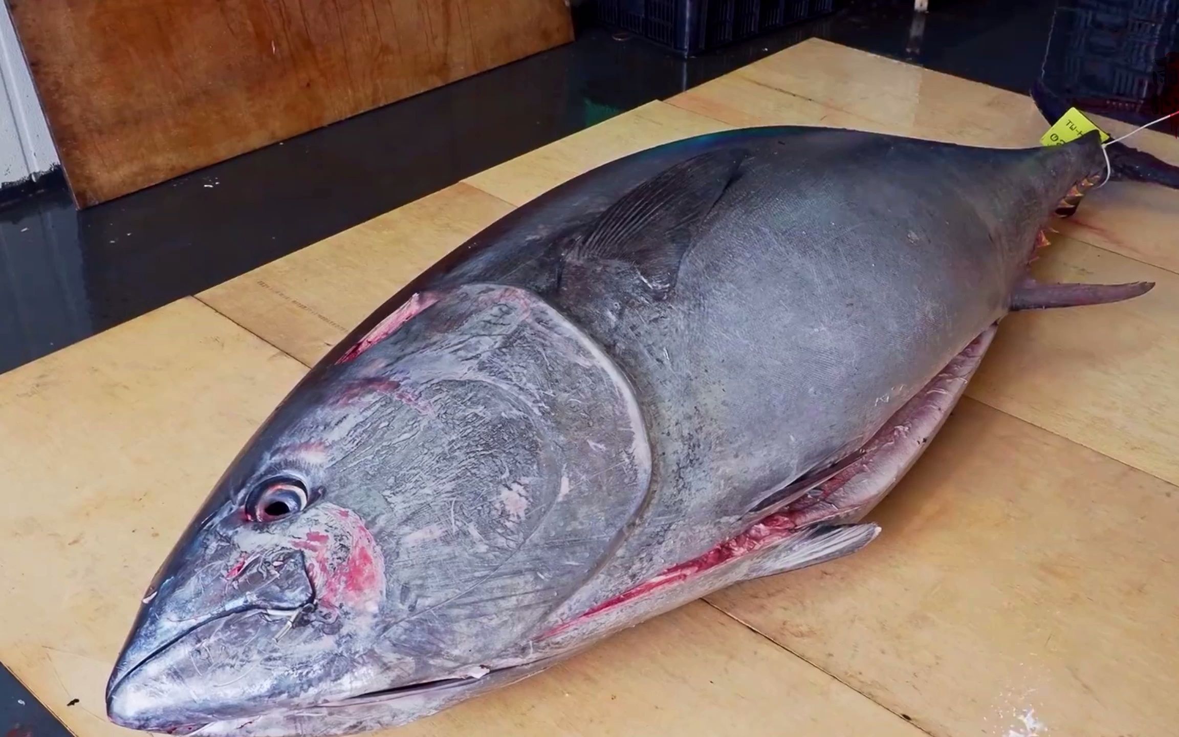 超爽巨型蓝鳍金枪鱼切割秀!