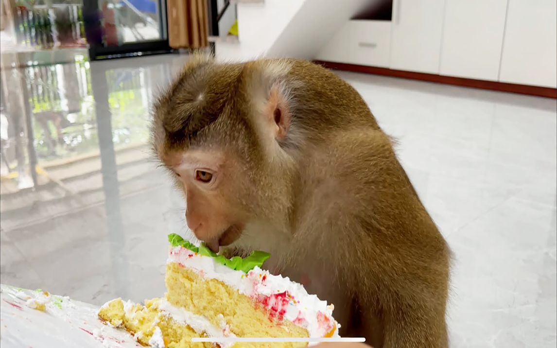 活动作品可爱小猴快乐地吃着小蛋糕满脸奶油惹人开心