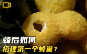 Download Video: 从0到1：蜂后如何搭建第一个蜂巢？