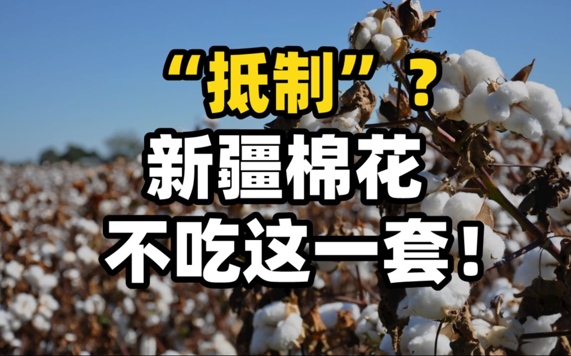新华微评:"抵制"?新疆棉花不吃这一套!
