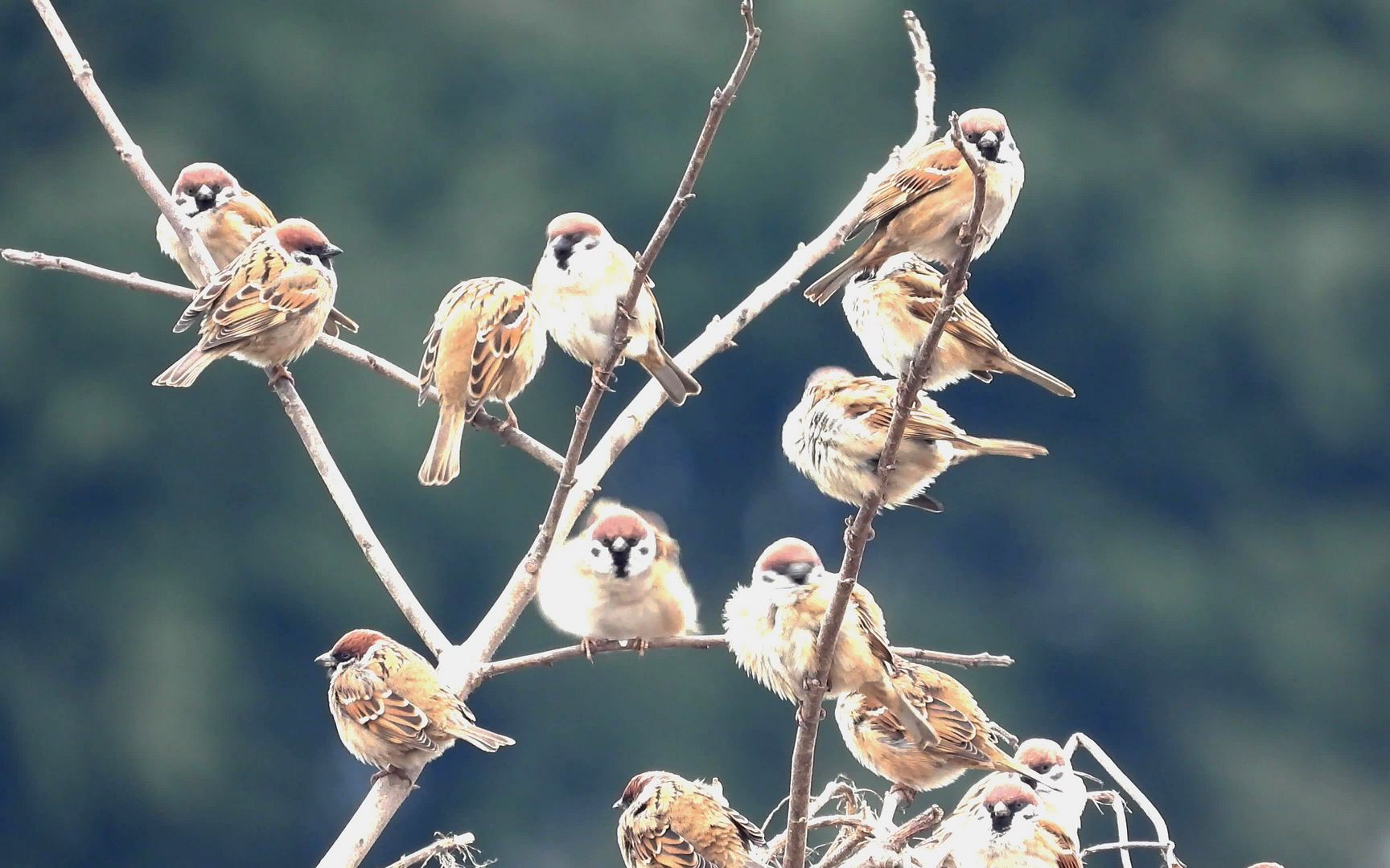 树枝上站满了麻雀,麻雀叫声,喜鹊叫声
