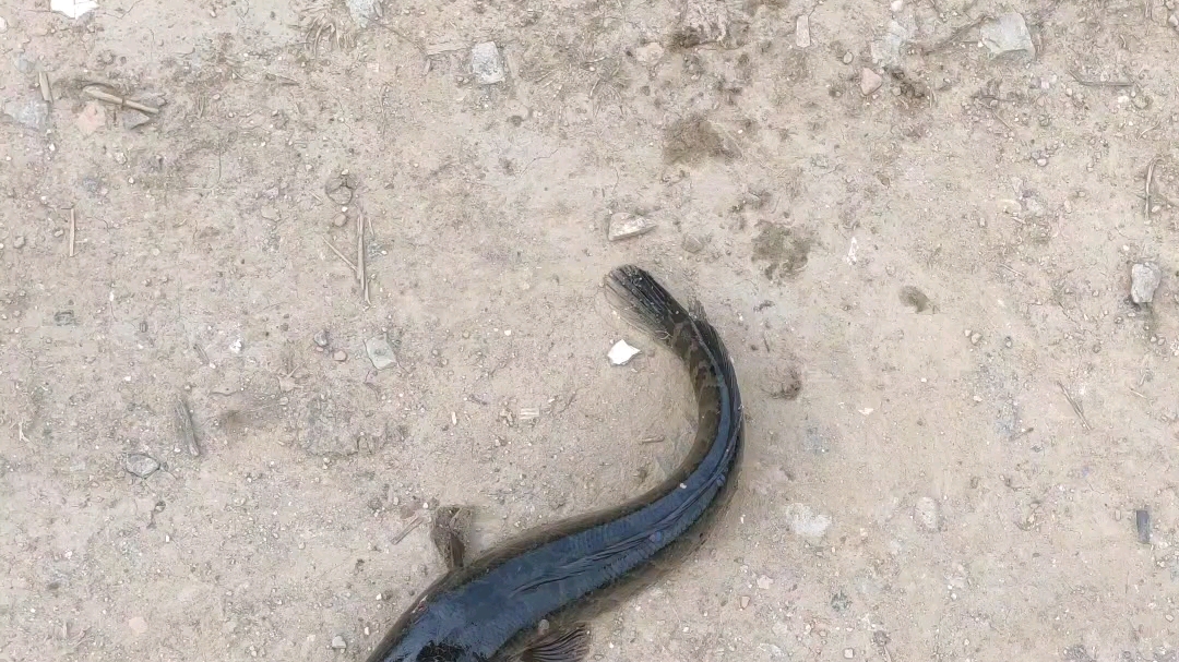 小伙用鱼鳔第一次打鱼中了条2斤左右的黑鱼