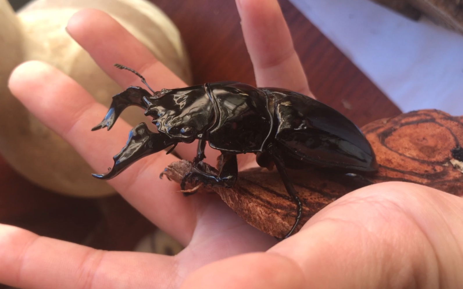 银河系质感最靓仔的甲虫 大黑艳锹甲_哔哩哔哩_bilibili