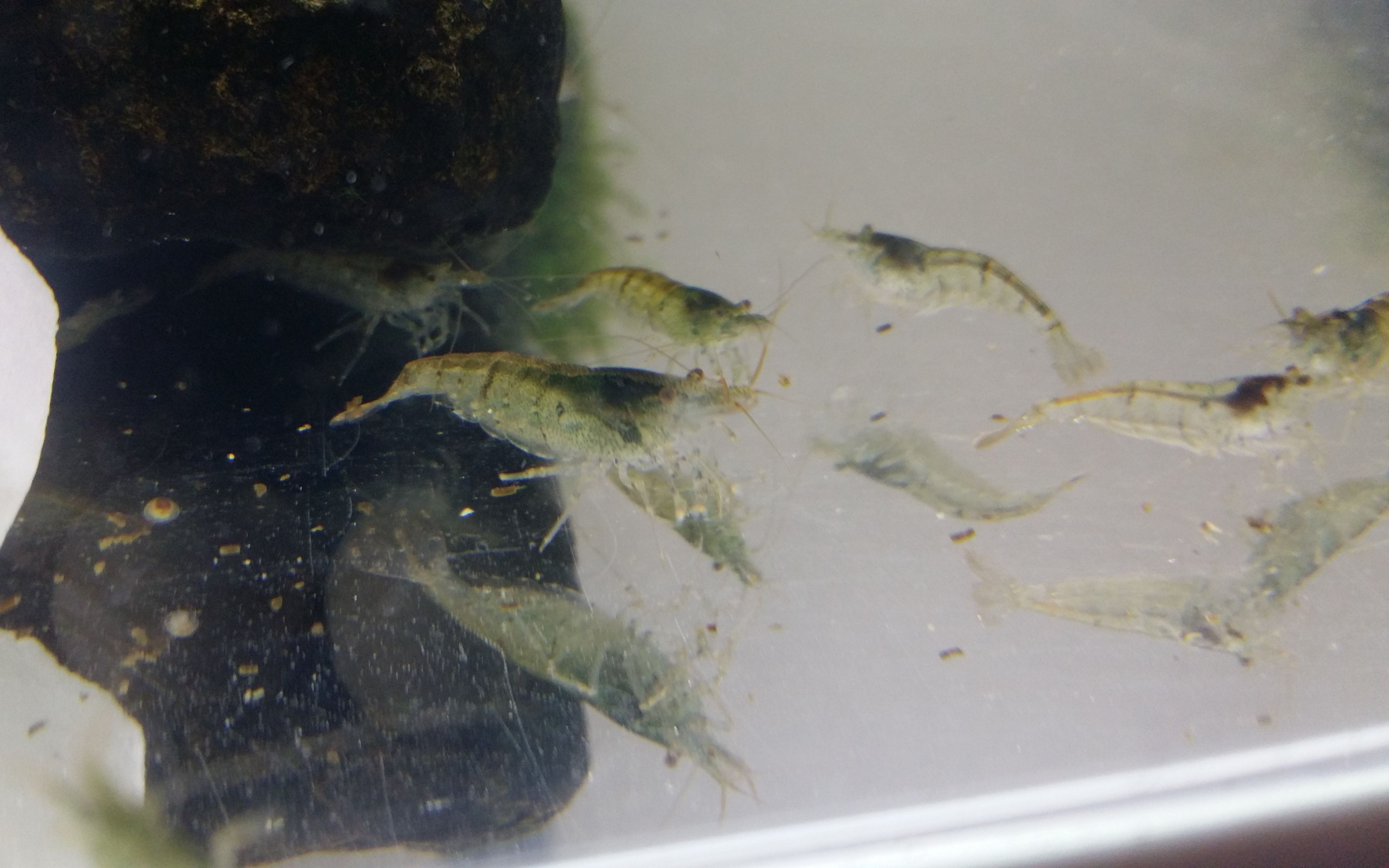 黑壳虾繁殖周期图片