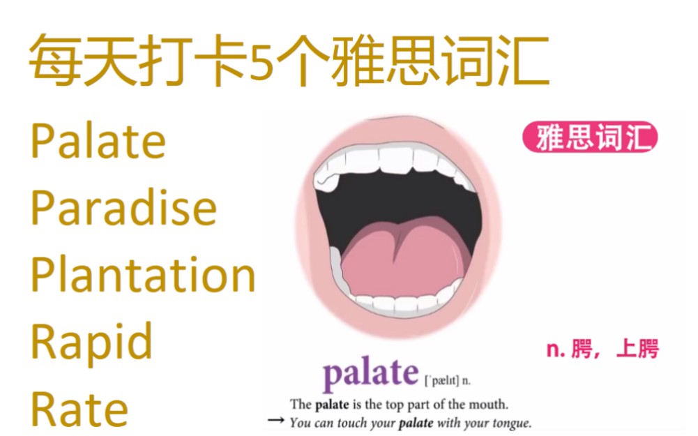 每天打卡5个雅思词汇 palate, paradise, plantation, rapid, rate哔哩哔哩bilibili