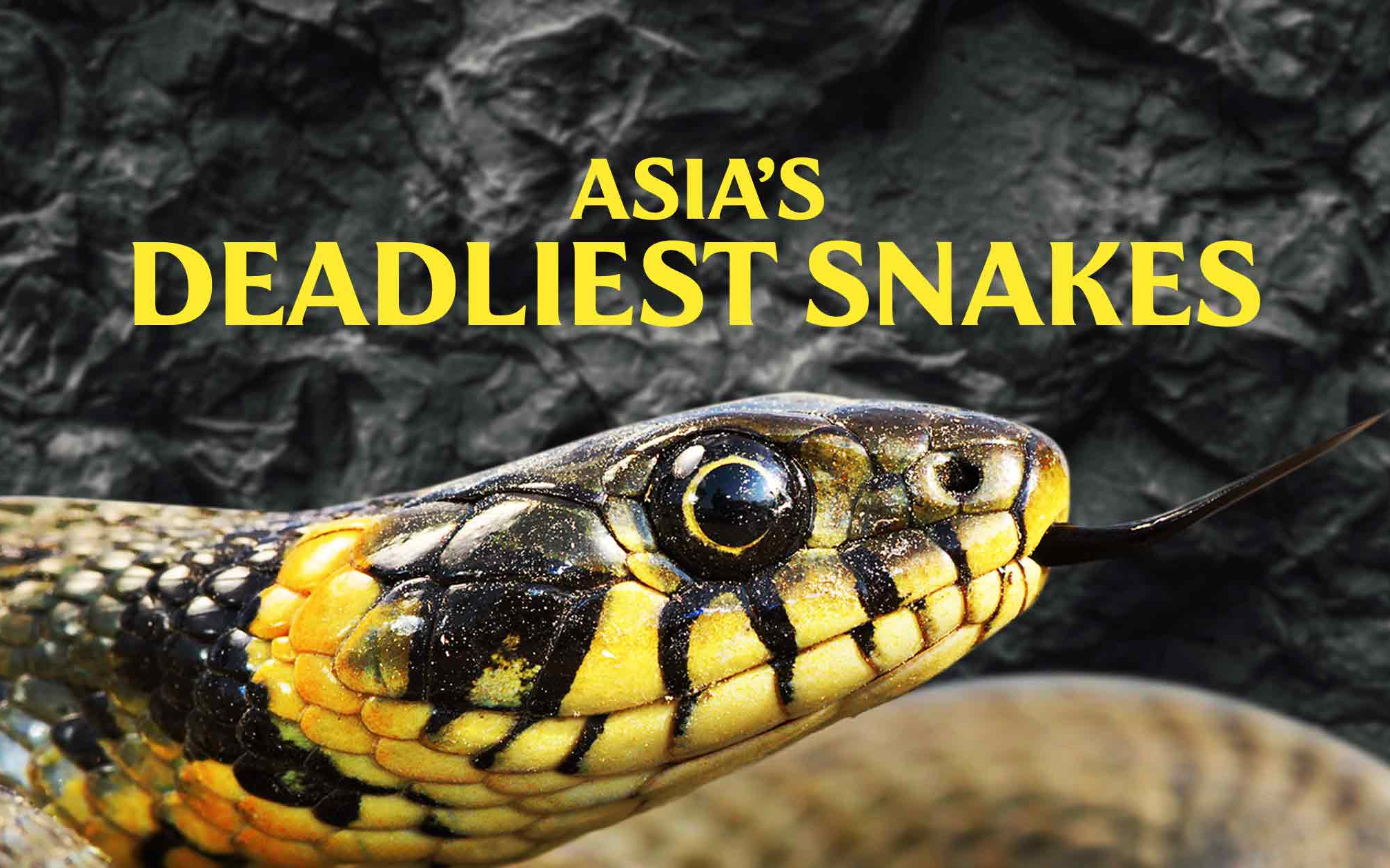 [图]亚洲毒蛇之最 Asia's Deadliest Snakes