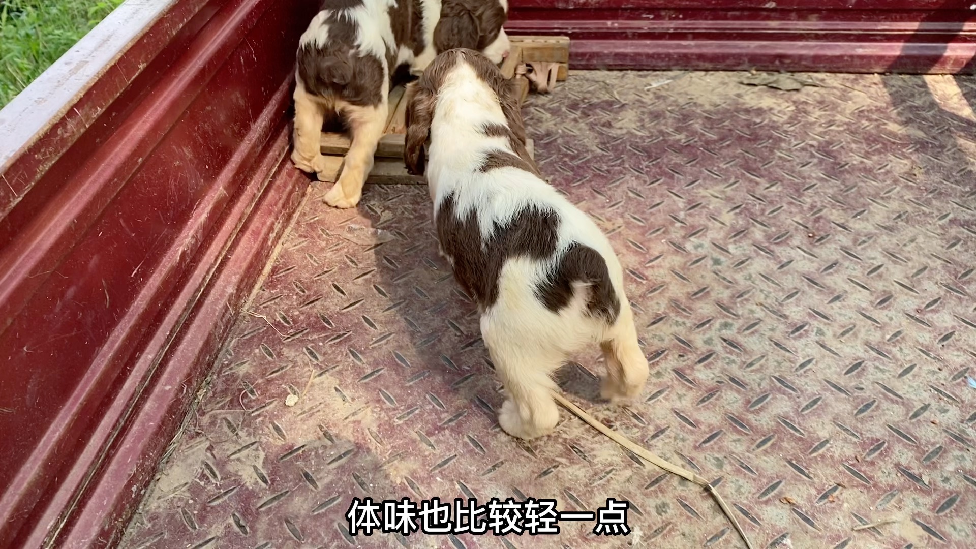 优秀缉毒犬史宾格哔哩哔哩bilibili