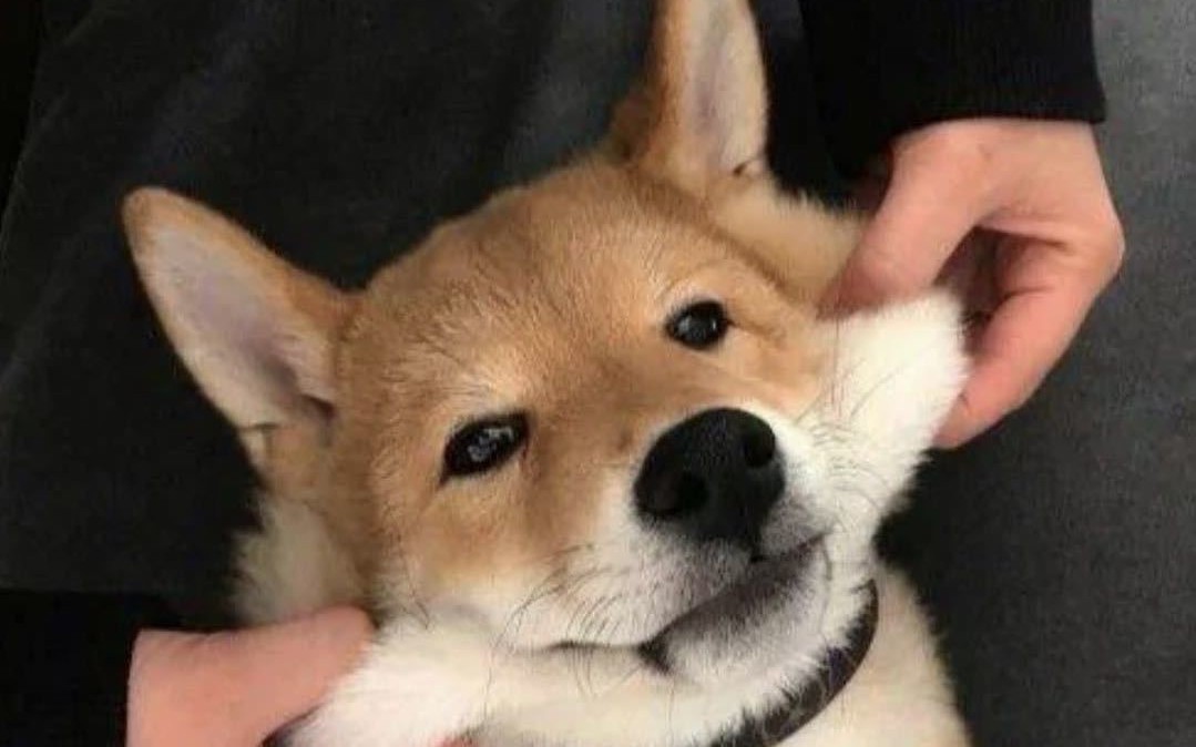 12.11 纪念我的沙雕同学