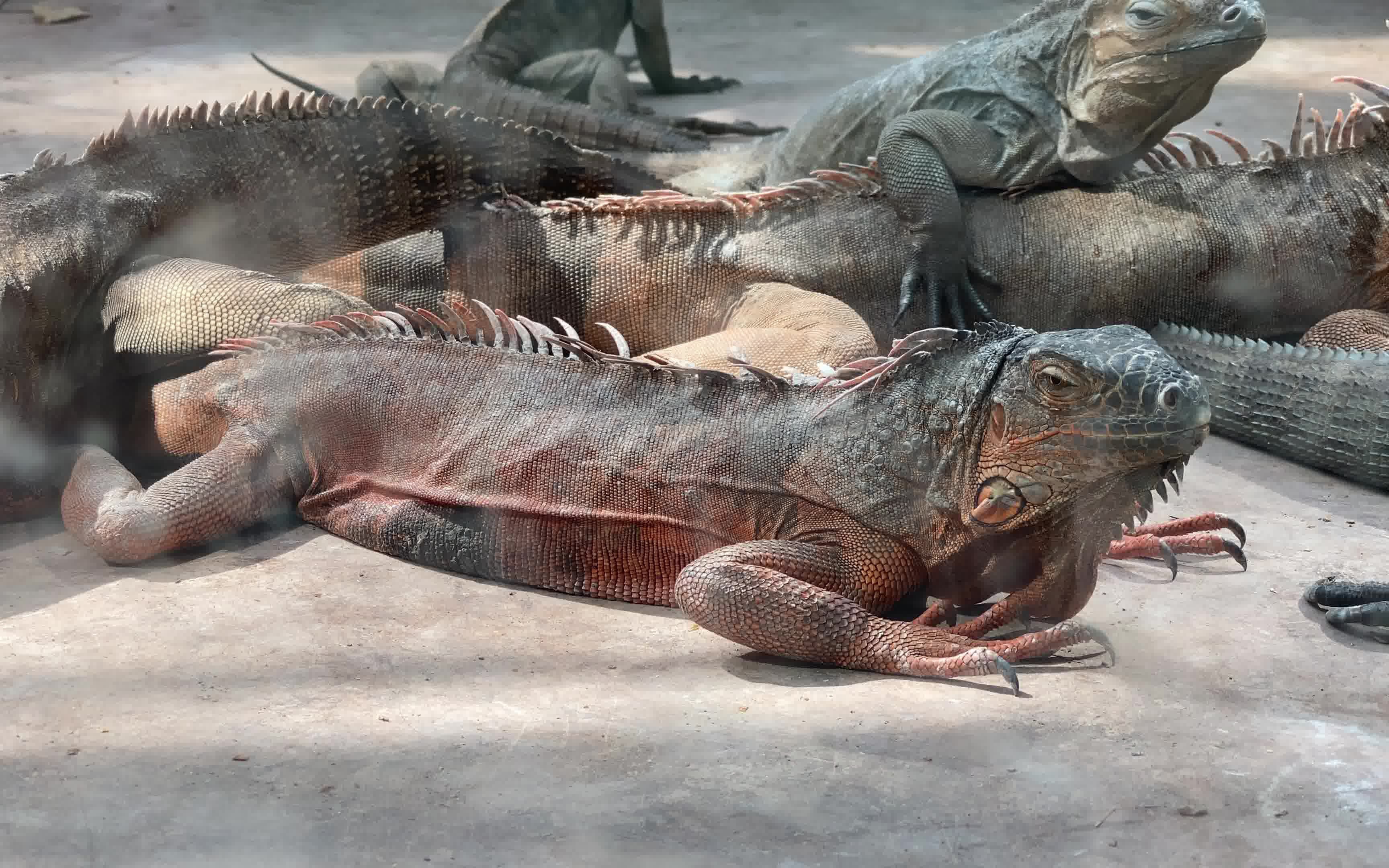 广东佛山中山公园动物园蜥蜴大家族