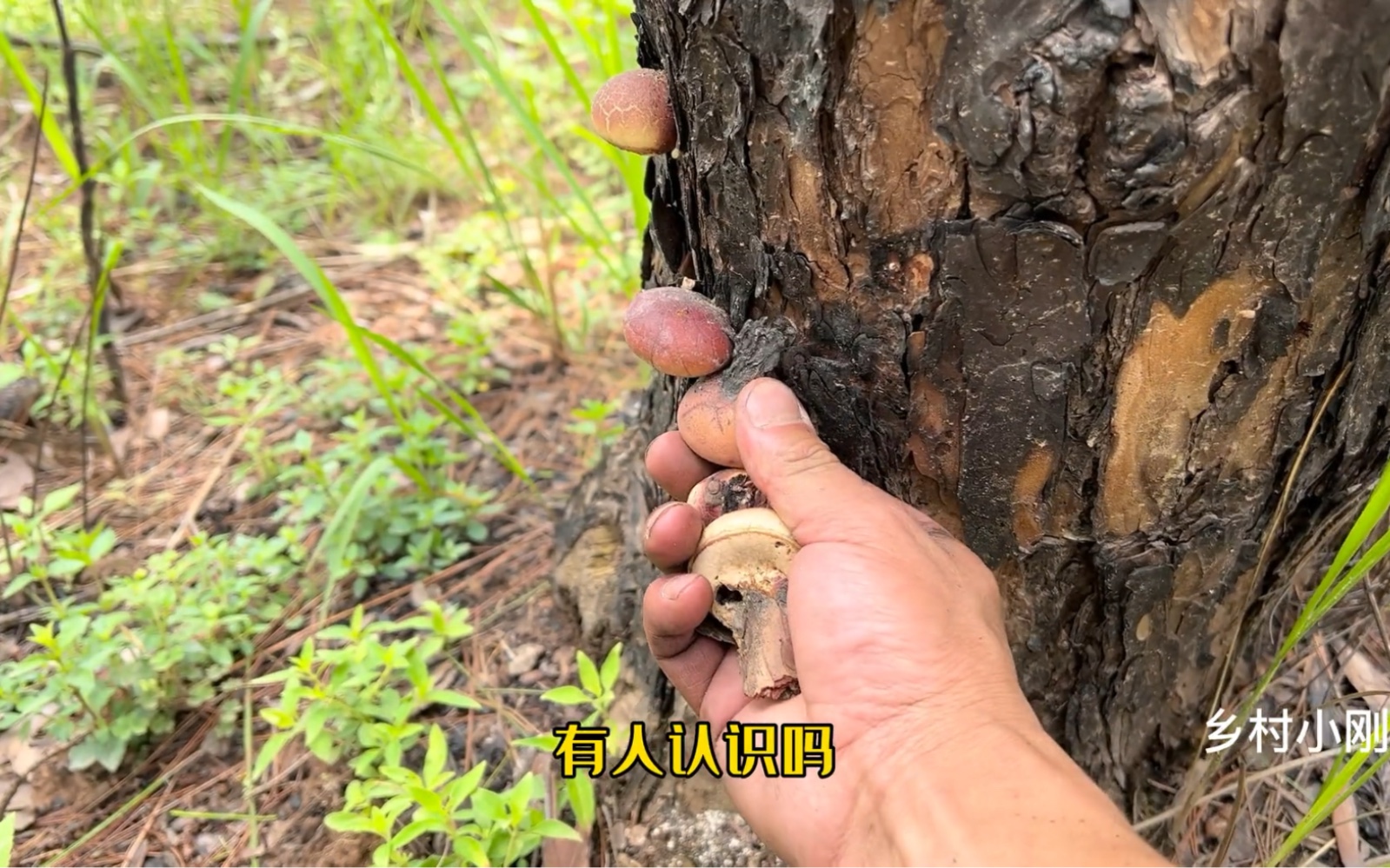 小伙深山老林采蘑菇,突然一声大叫在松树上看见了啥?好像灵芝哔哩哔哩bilibili