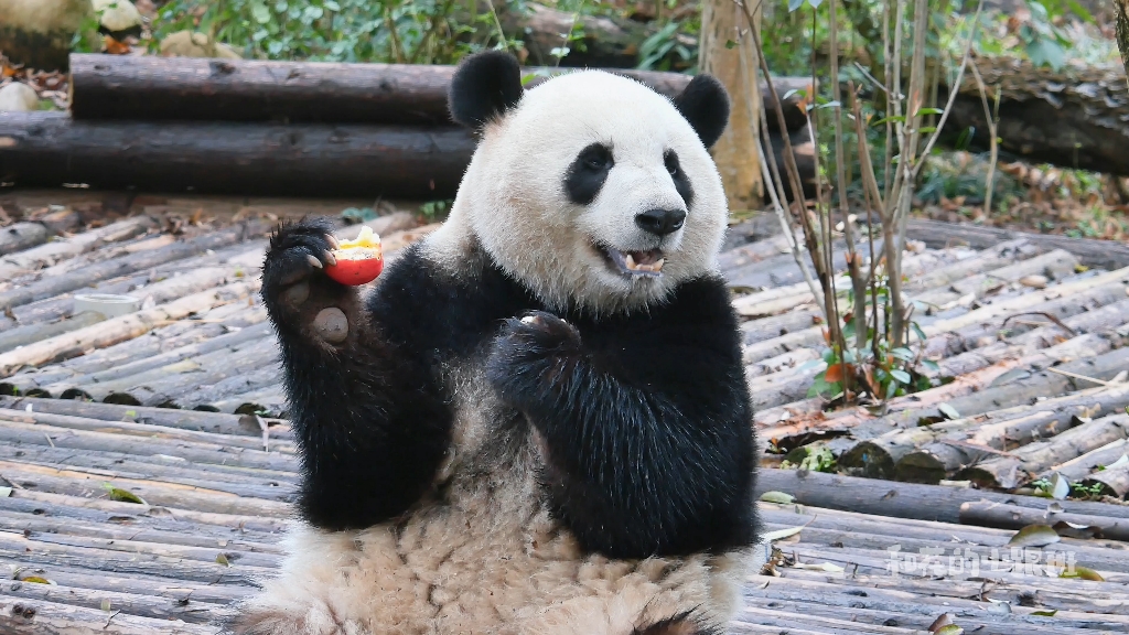 谭爷爷投喂苹果,宝妹是太激动了吗?掉了两次果果,还吃噎着了