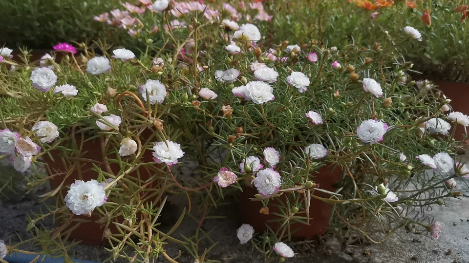 入秋后的第一次集中爆花(宽叶太阳花)_哔哩哔哩_bilibili