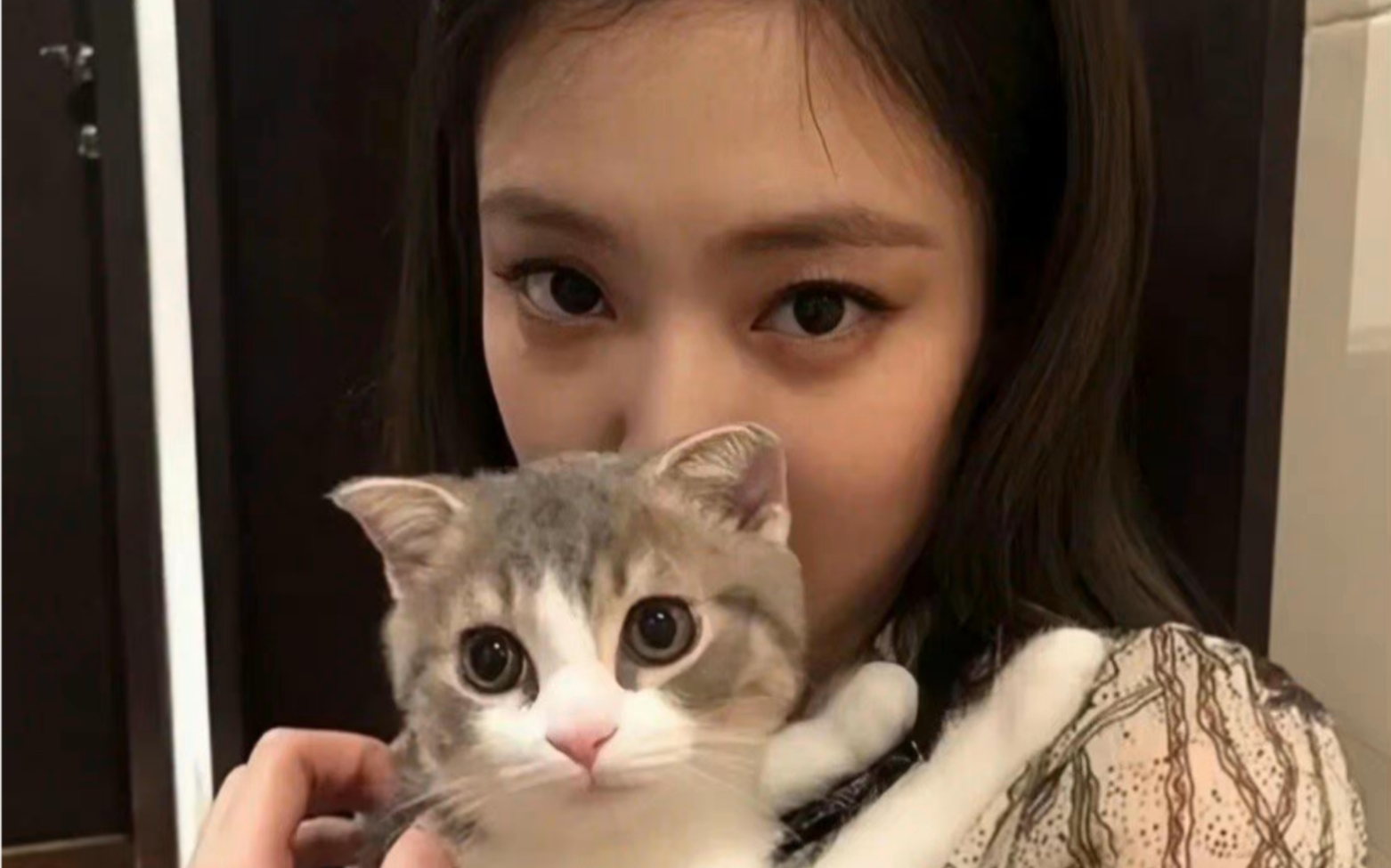 [jennie]可爱小猫