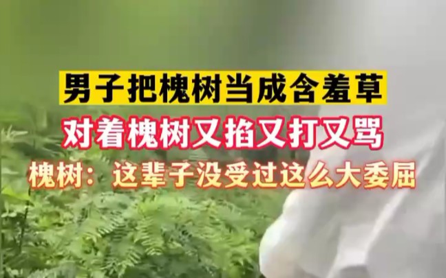 [图]男子误把槐树当含羞草，开始“指槐骂羞”。